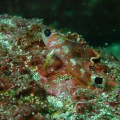 Helcogrammoides cunninghami