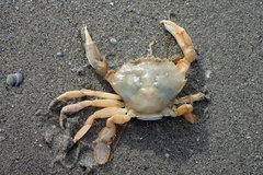 Liocarcinus holsatus