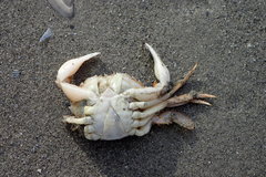 Liocarcinus holsatus