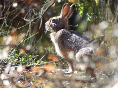 Lepus coreanus