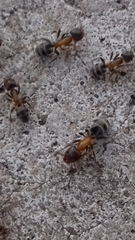 Liometopum microcephalum