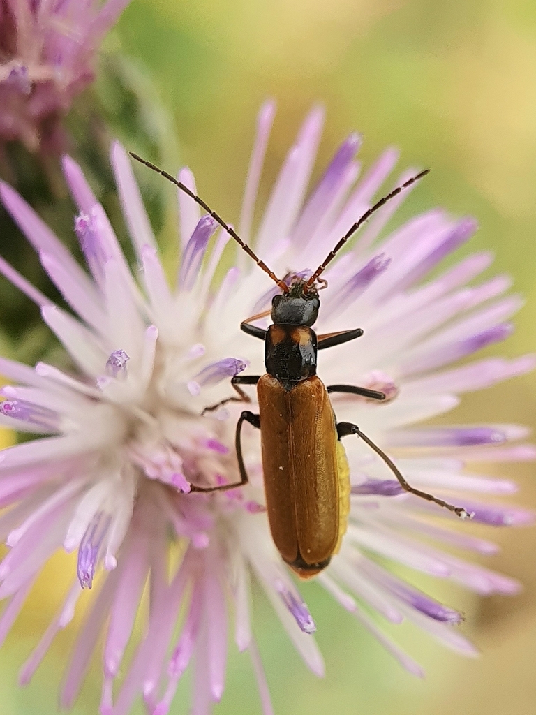 Rhagonycha barbara