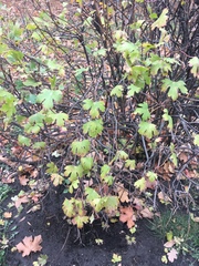 Ribes aureum