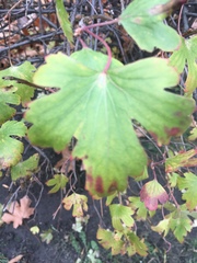 Ribes aureum