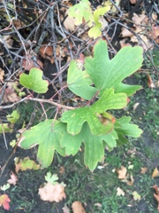 Ribes aureum
