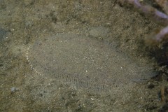 Aseraggodes lenisquamis