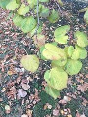 Tilia