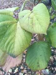 Tilia
