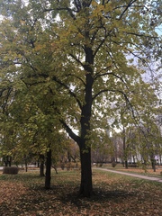 Tilia
