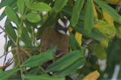 Pitangus sulphuratus