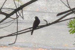 Pitangus sulphuratus