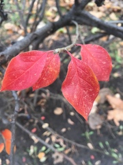 Cotoneaster