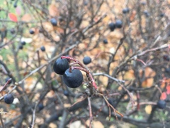 Cotoneaster