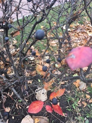 Cotoneaster