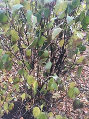 Magnoliopsida