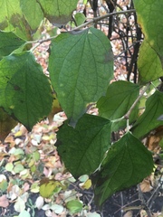 Magnoliopsida