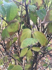 Magnoliopsida