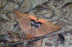 Thyas juno