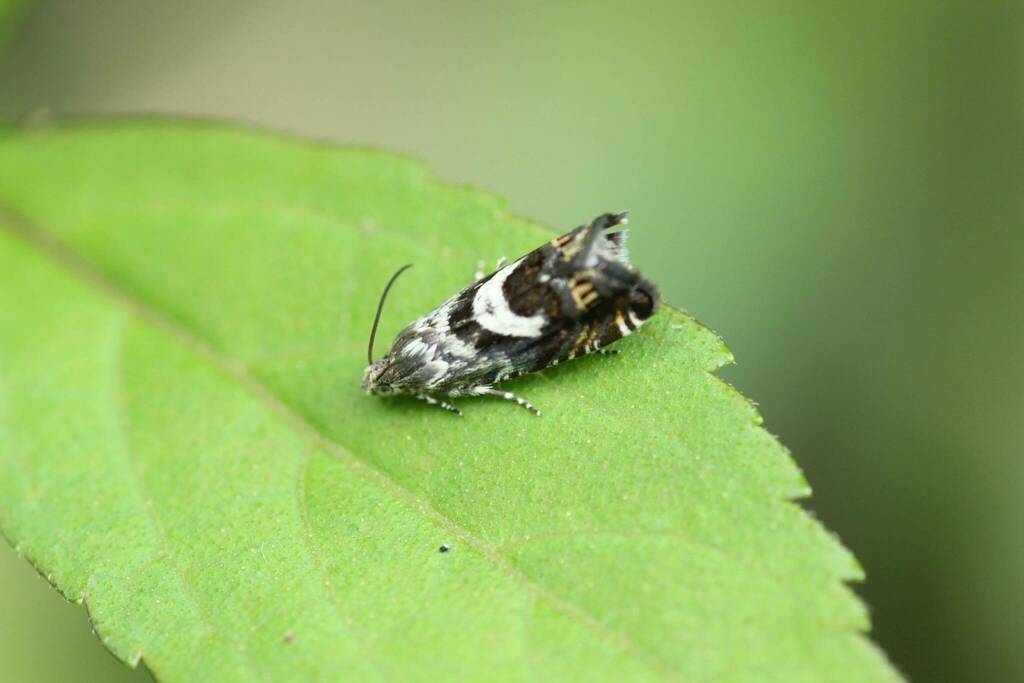 Ephippiphora jesonica