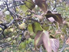 Syringa vulgaris