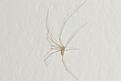 Pholcidae