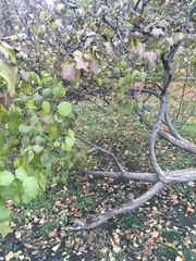 Syringa vulgaris