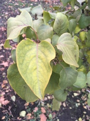 Syringa vulgaris