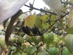 Syringa vulgaris