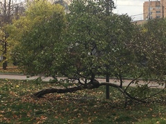 Syringa vulgaris