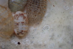 Sphaeroma serratum