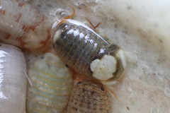 Sphaeroma serratum