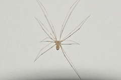 Pholcidae