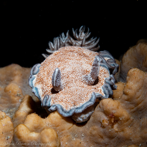 Brown-edge Glossodorid