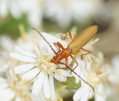 Stenoderus concolor
