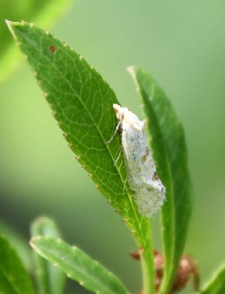 Aethes moribundana
