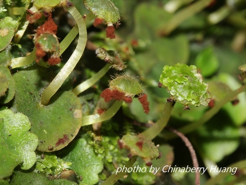 Dumortiera hirsuta