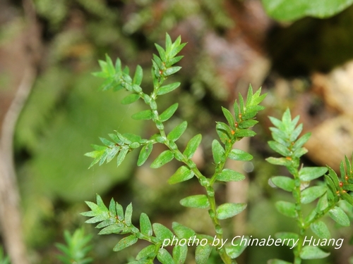 Selaginella leptophylla