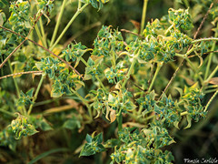 Euphorbia falcata