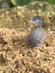 Armadillidium peraccae