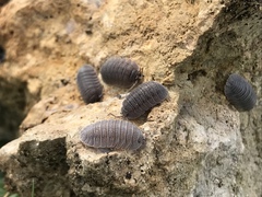 Armadillidium peraccae