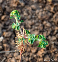 Euphorbia falcata