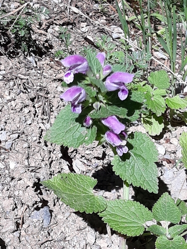 Lamium image