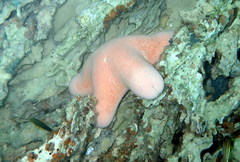 Choriaster granulatus