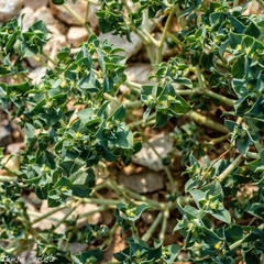 Euphorbia falcata
