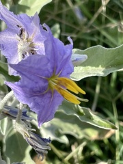 Solanum elaeagnifolium image