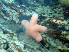 Choriaster granulatus