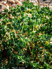Euphorbia falcata