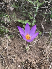Crocus thomasii