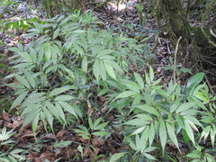 Elatostema