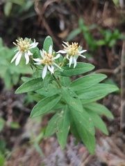 Aster baccharoides